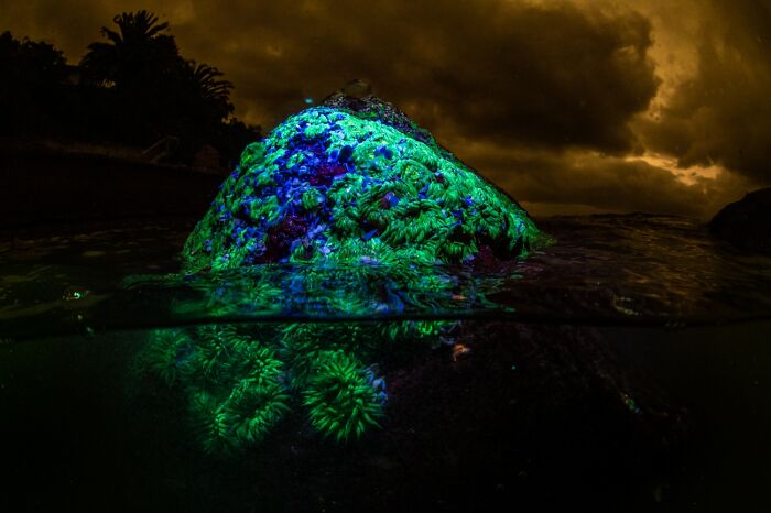The Beauty Of Nature, Honorable Mention: Colorful Clones By Julian Jacobs