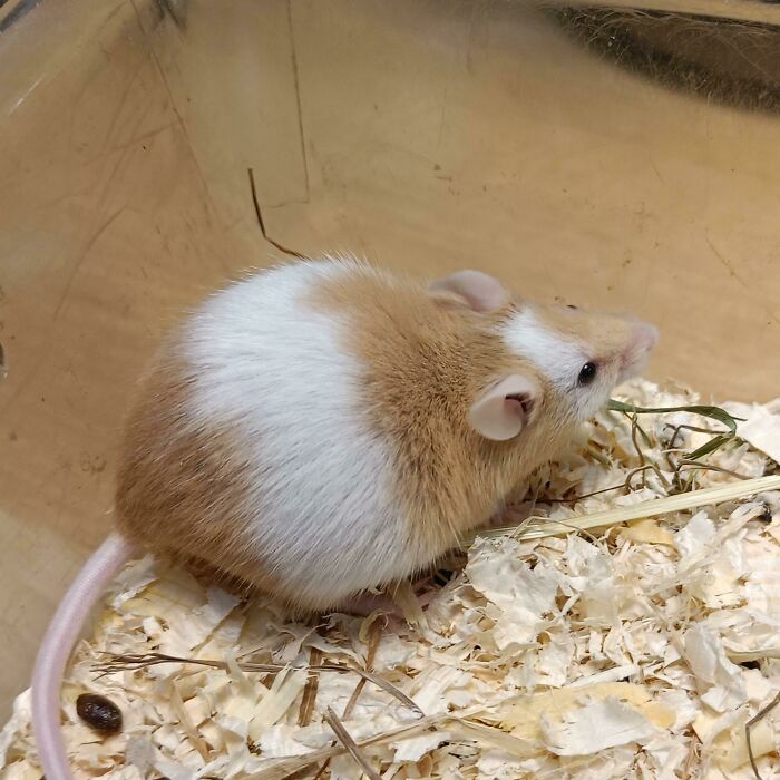 Our School Pregnant School Project Mouse Is Quite Rotund