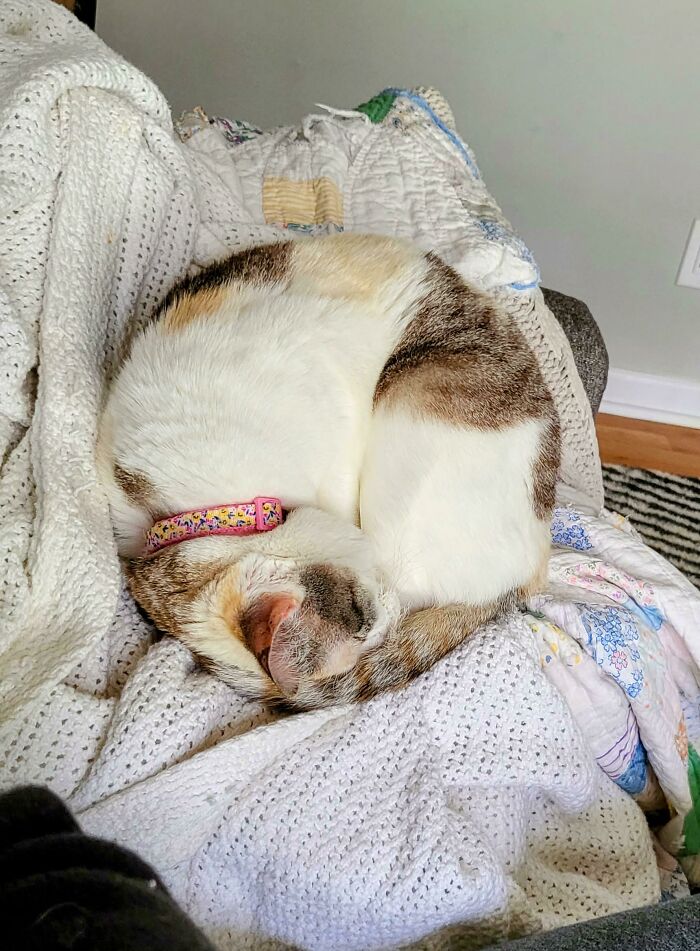 My Cat Has Really Mastered The Cinnamon Roll Position