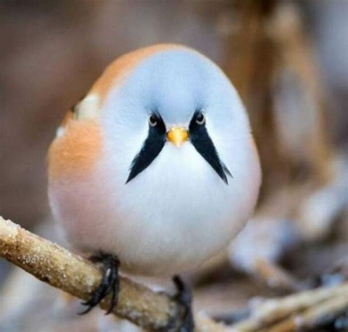 Its Probably Been Posted But I Give You: The Bearded Reedling