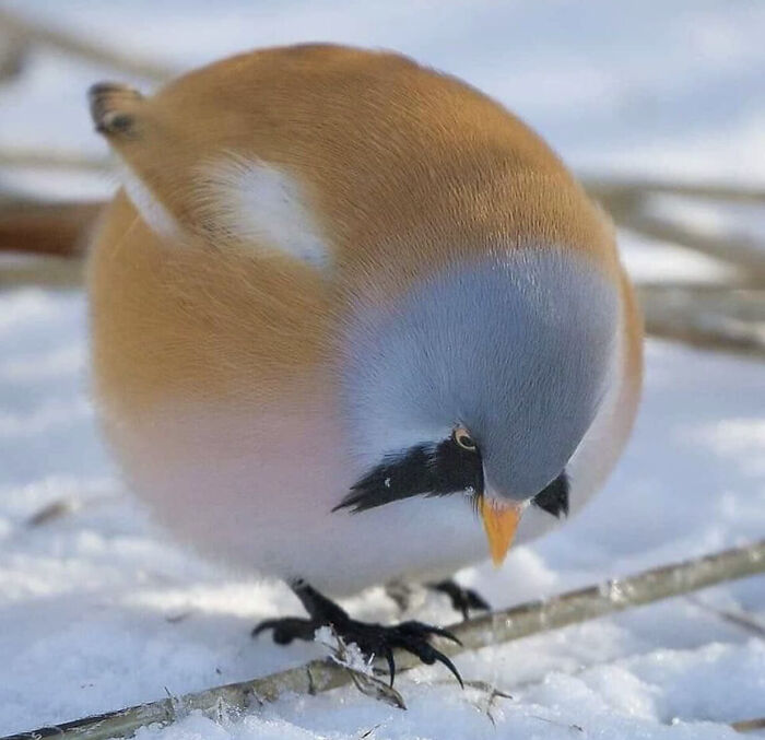 50 Of The Roundest Animals To Make Your Heart Flutter Bored Panda 50 Of The Roundest Animals To Make Your Heart Flutter Bored Panda