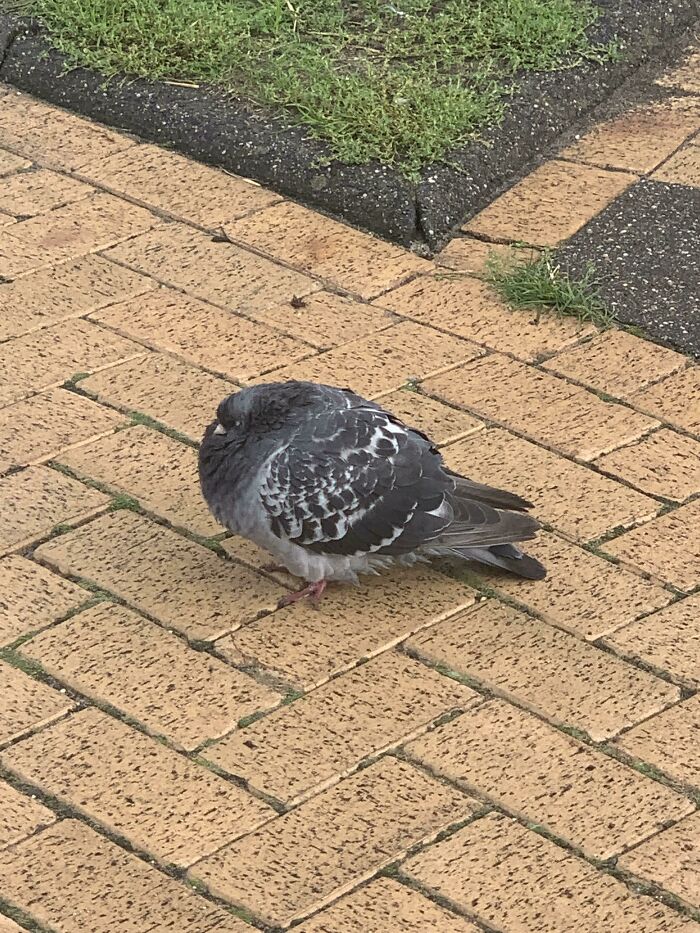 This Round Pigeon