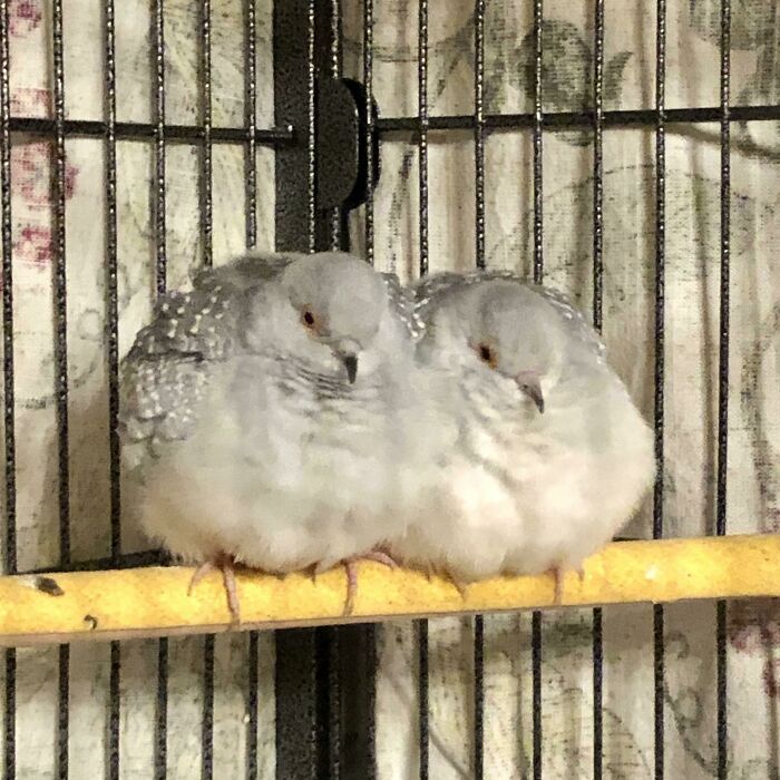 Caught My Mom’s Diamond Doves Being Very Roumd After Dinner