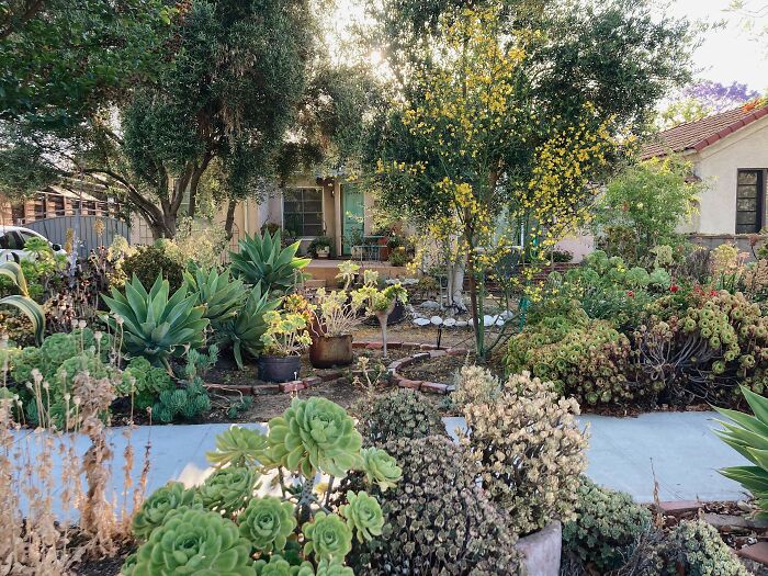Succulent Garden in an amazing backyard 