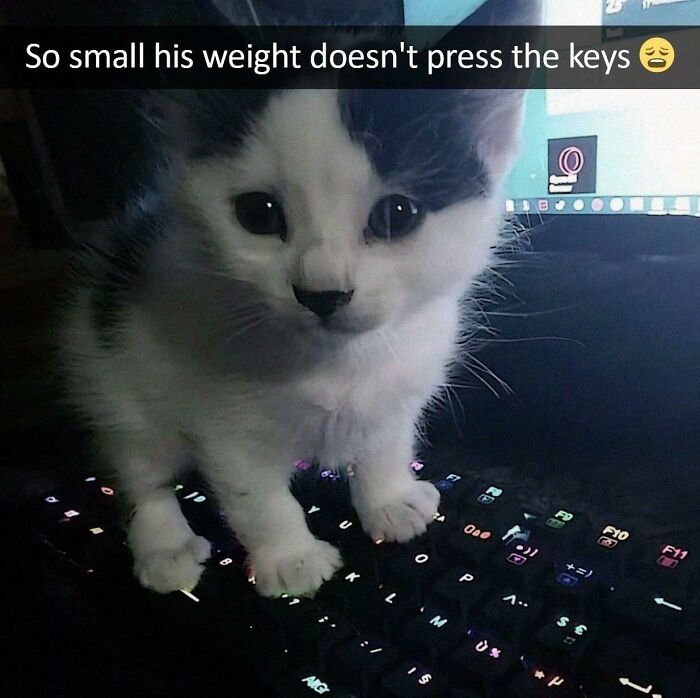 How Much Does This Kitten Weigh?