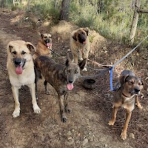 luisapinheiro avatar