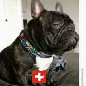 nylla_carlucci avatar