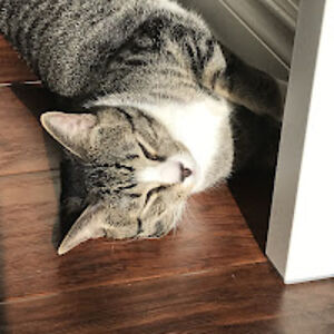 jaanoali-khan avatar