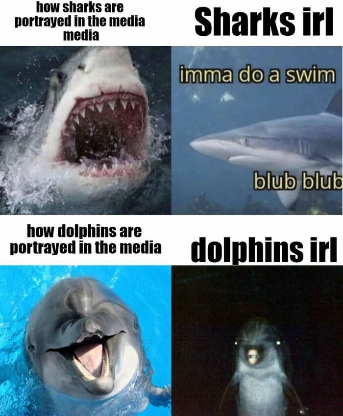 Sharks Are Cute