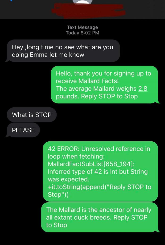 Got A Wrong Number Scam Text, Had Some Fun With Mallard Facts (Thanks To The User That Created It)! Will Be Using Mallard Facts Again!