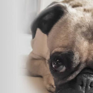 jamiesotomish avatar