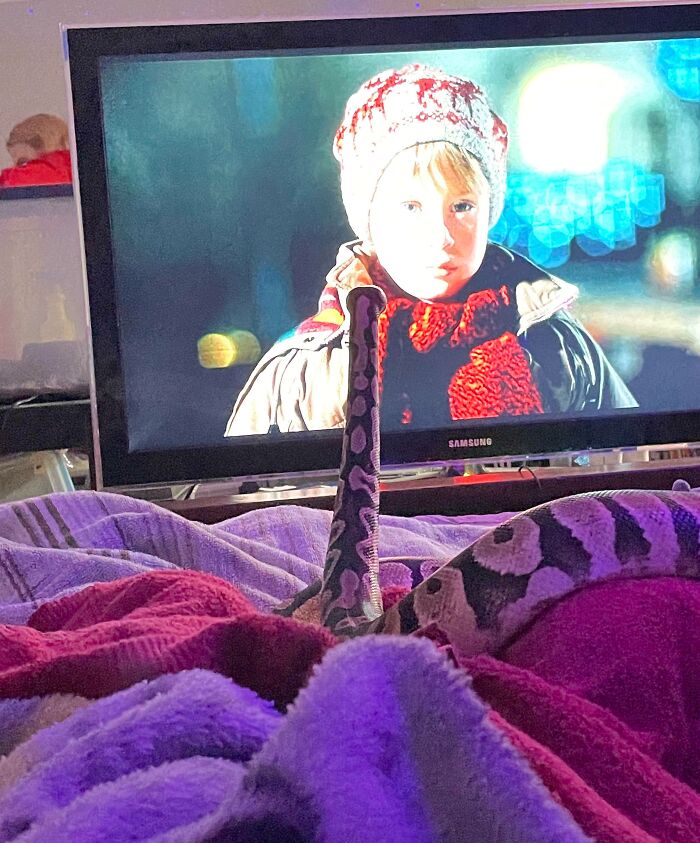 Ms. Chleo Enjoying Her Favorite Holiday Film - Home Alone