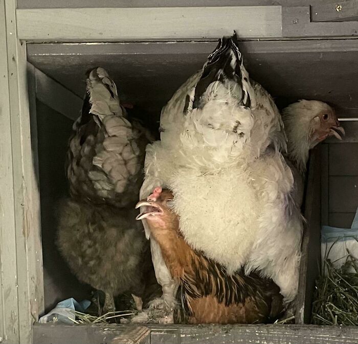 The Agony And The Tragedy Of The Favorite Nesting Box
