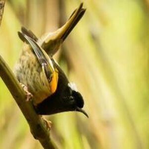 oliver_aughton avatar