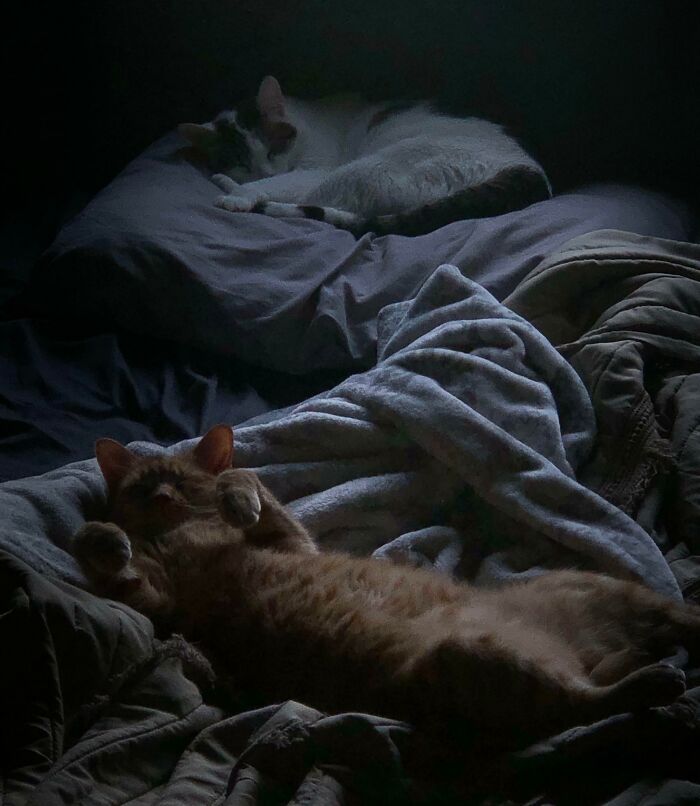 My Sleeping Cats