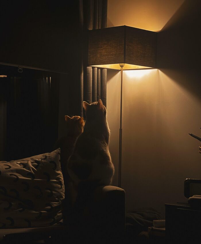 Bug Inside Lamp (2023)