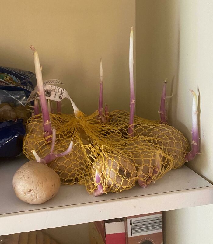 My Roommates Potatoes…