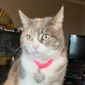 lynnelhampton-bott avatar