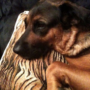 traceyannefitzgerald avatar