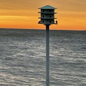 giorgidilemis avatar