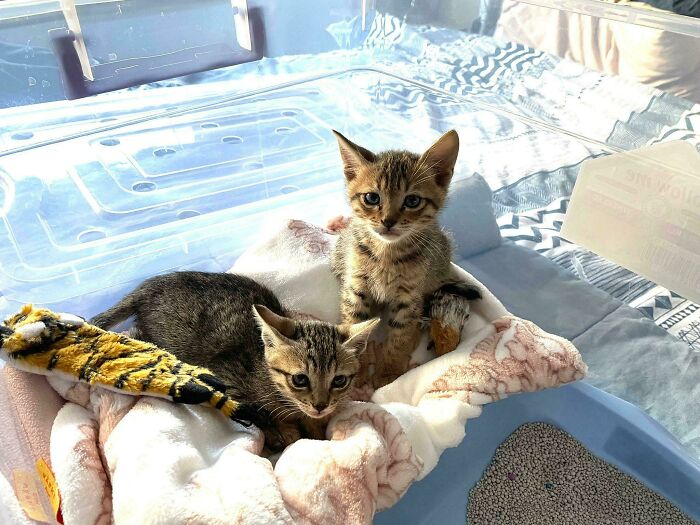 These Two Were Rescued From Inside A Wall At A Local Mall In Qatar. I've Just Adopted Them. Say Hello To Luke And Leia!