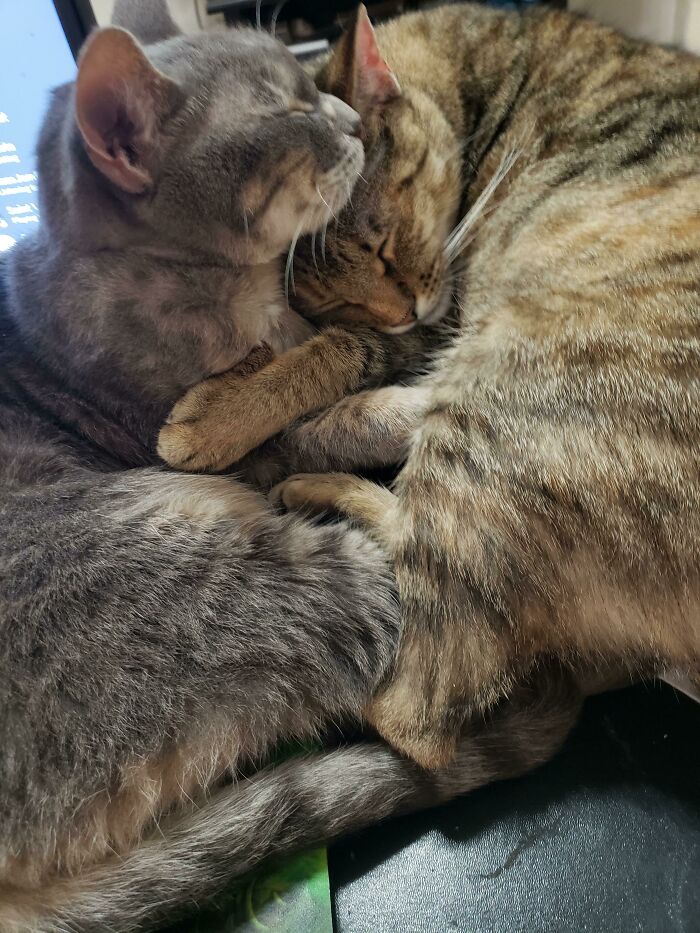 Adopted These Two Who Didn't Know Each Other A Couple Of Months Ago