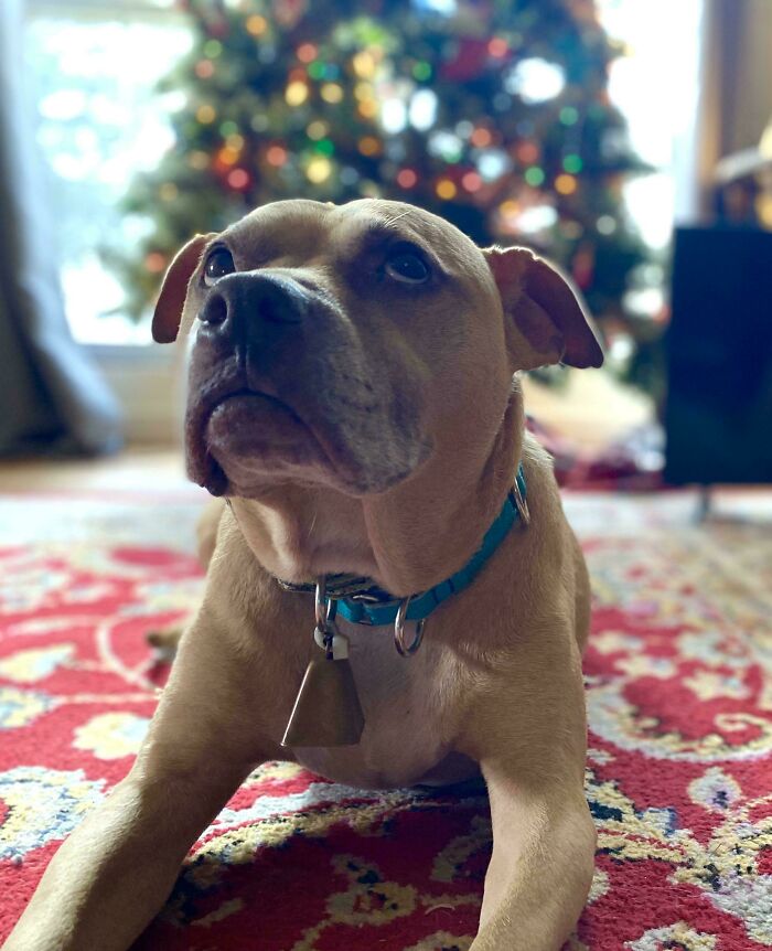 My Brothers Newest Rescue Griff Is Glad To Be Home For Christmas!