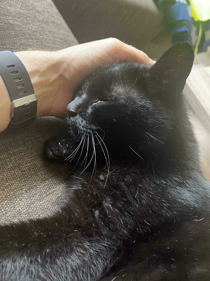 Adopted An Old Void And This Is How He Fell Asleep Today