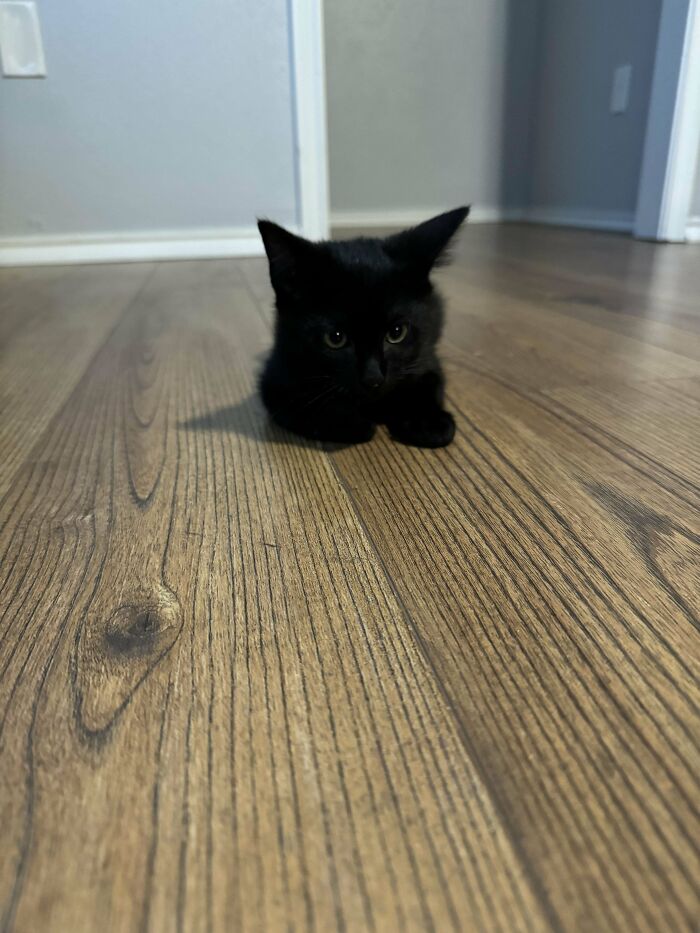 I've Been Following This Page For Some Time, And I've Finally Decided To Introduce You All To Whiskey, My Adorable Companion Whom I Adopted When He Was Just 6 Weeks Old