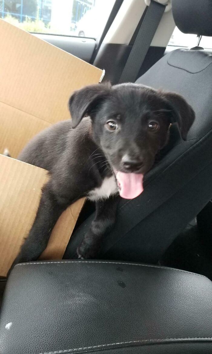 Someone Is Looking Happy On His Way Home From Being Adopted Last Week