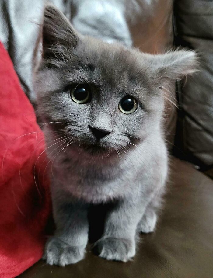 Just Adopted This Little Grey Lady