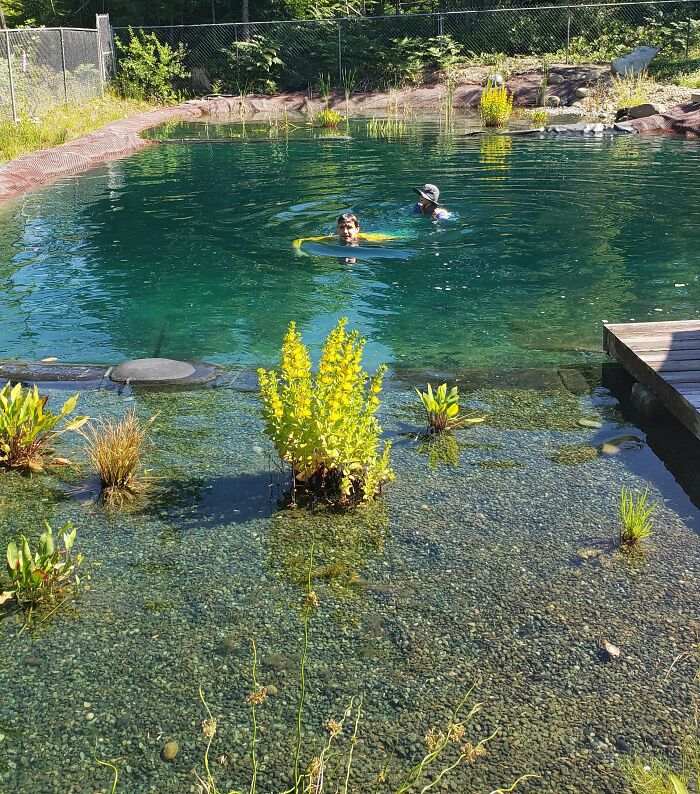 Natural Swimming Pool with some swimmers in a backyard 