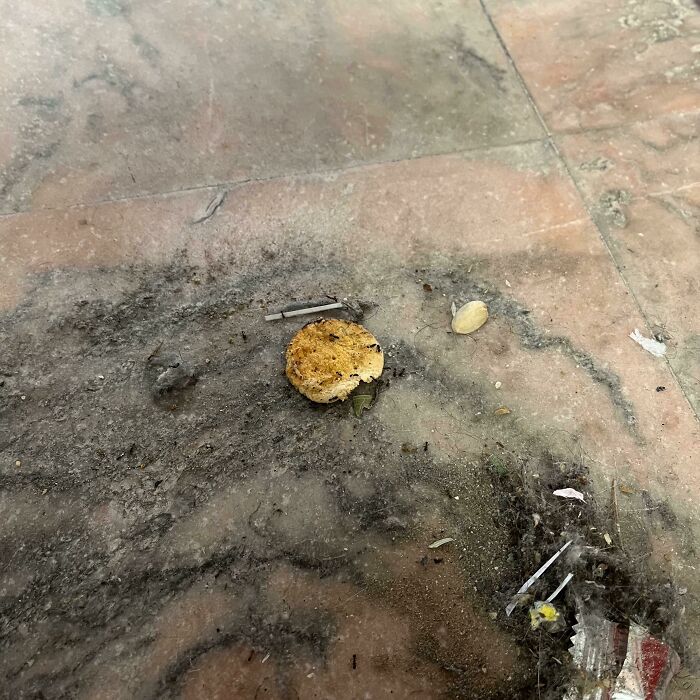 Coworker Dropped Some Of His Food When I Was On My Week Off, Refuses To Clean His Own Mess And Now The Ants Are Invading