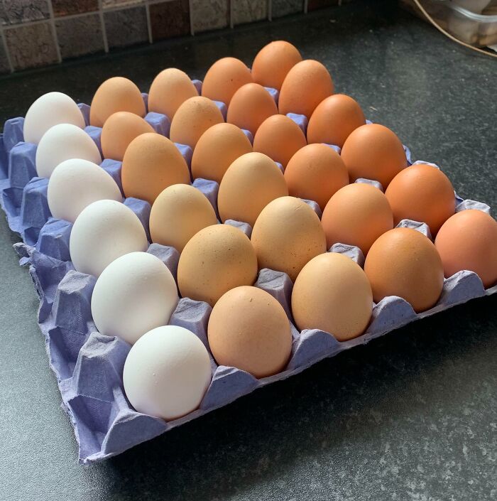 The Way My Parents Arranged Their Chicken Eggs