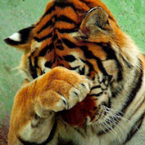 lorraineelias avatar