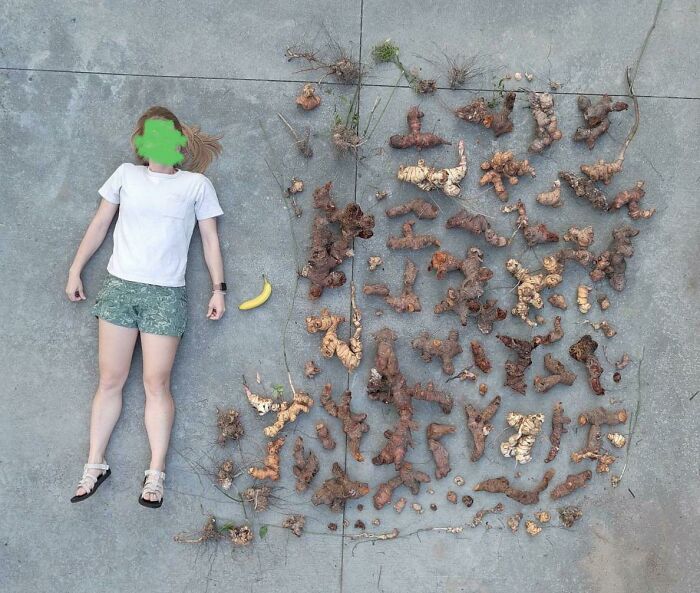 Went To Dig Up A Weed At The Root And It Just Kept Going. Banana And An Average-Height Female For Scale
