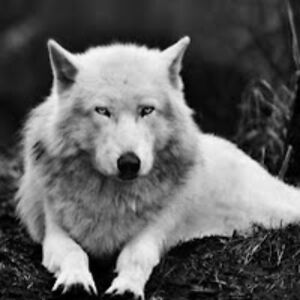 mojisolaakpojiyovbi avatar