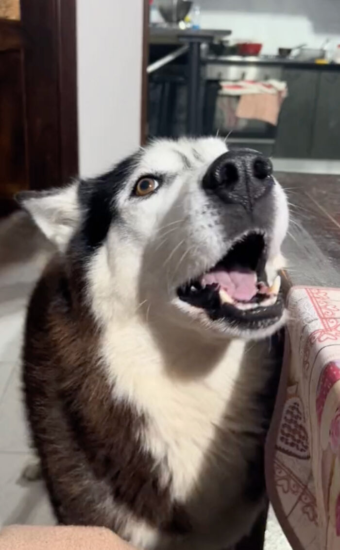 Dog Barks In Italian Accent To Sound Just Like His Owner