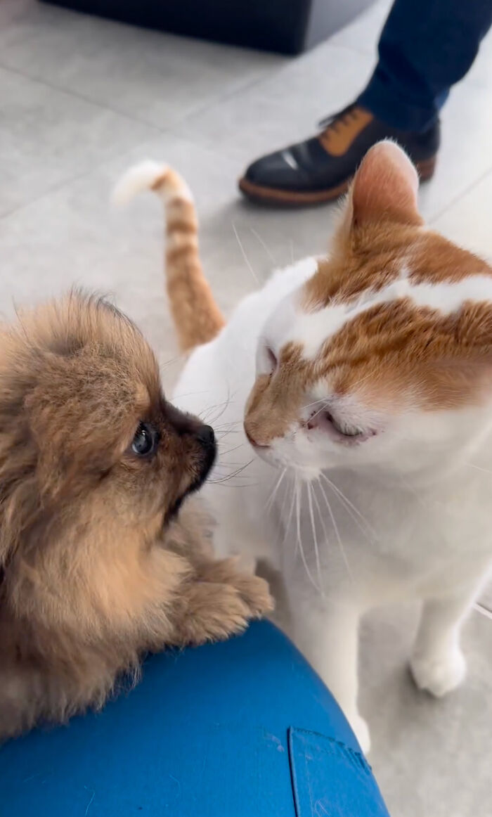 After Vet Rescued Rico As A Kitten, He’s Been Paying It Back By Taking Care Of Patients
