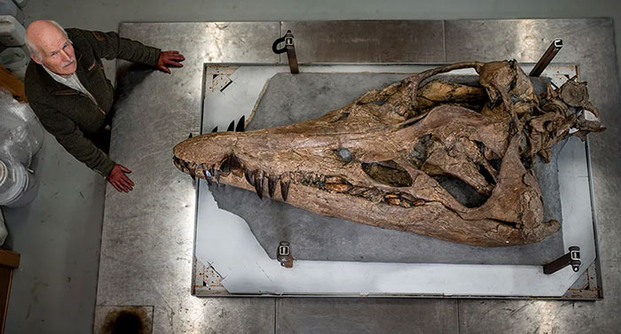 Men Discover Perfectly Preserved Skull Of Prehistoric Predator That Lived 150 Million Years Ago