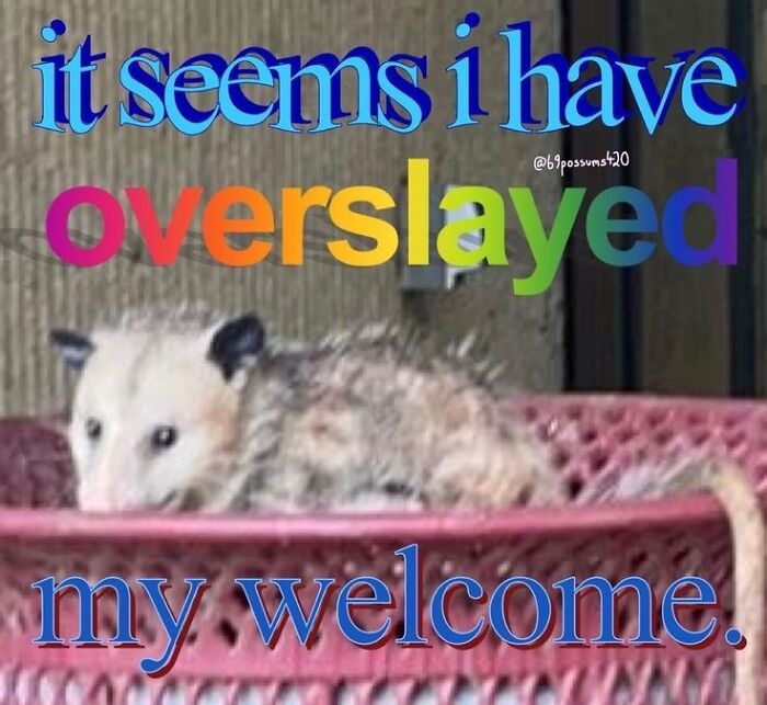 I May Have A Possum Obsession Idk ✨👍🏼