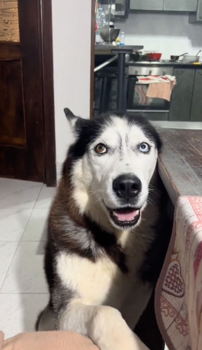 Dog Barks In Italian Accent To Sound Just Like His Owner