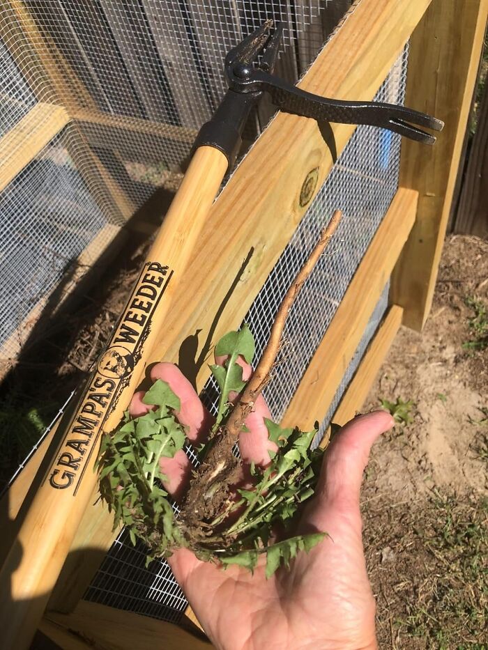 No More Back-Breaking Work: Grampa's Weeder - The Game-Changing Stand Up Weed Puller With A Long Handle - Helping Grandpa Tackle Weeds Effortlessly
