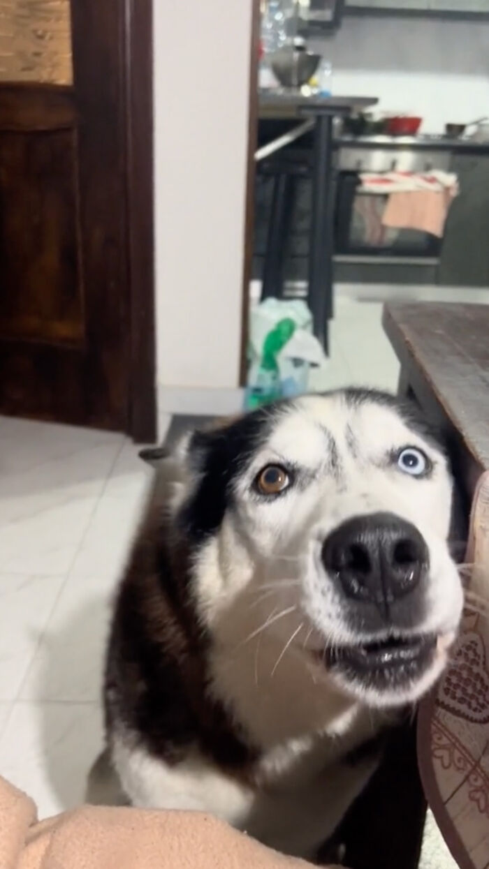 Dog Barks In Italian Accent To Sound Just Like His Owner