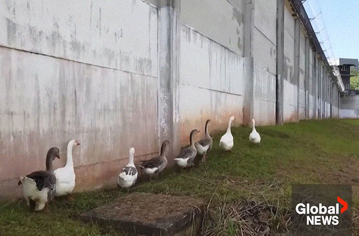 Brazilian Prison Uses Instinctively Protective “Geese Agents” To Ensure Inmates Don’t Escape