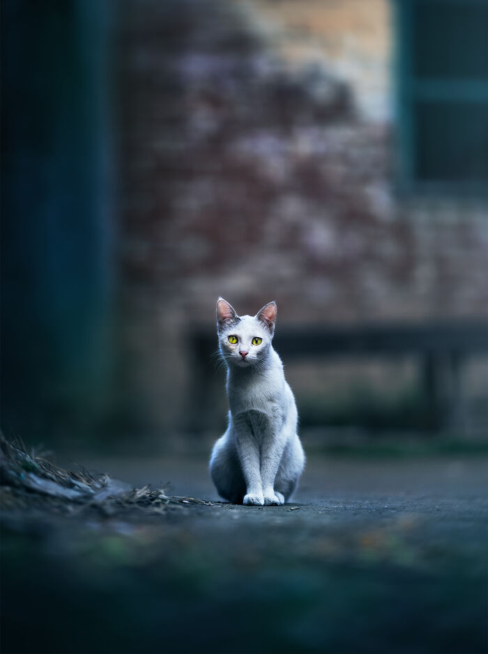 A Photograph Of A Cat