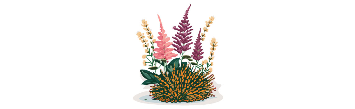 illustration of astilbe flower in the garden illustration of astilbe flower in the garden