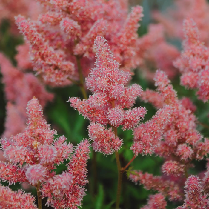 Pink Japanese astilbe flowers in the field