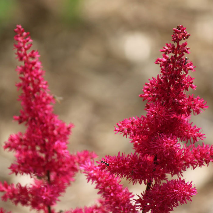 Red Astilbe arendsii flowers 