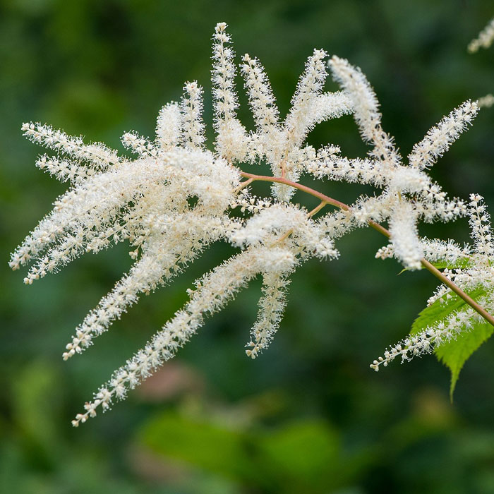 Astilbe thunbergii white flower